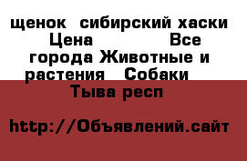 щенок  сибирский хаски › Цена ­ 12 000 - Все города Животные и растения » Собаки   . Тыва респ.